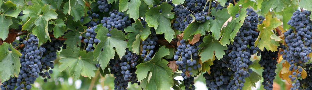 Sunshine Coast Amateur Winemakers Association (SCAWA)